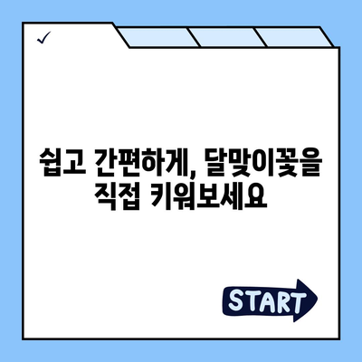 달맞이꽃의 매력, 밤하늘을 수놓는 아름다움 | 야생화, 꽃말, 효능, 재배