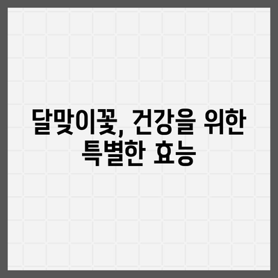 달맞이꽃의 매력, 밤하늘을 수놓는 아름다움 | 야생화, 꽃말, 효능, 재배